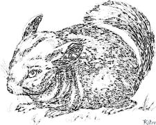 chinchilla Coloring Pages To Print